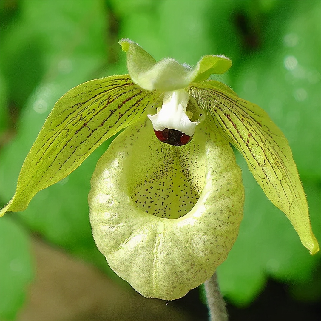 快来看看，兰花的世界真奇妙|壹木星球No.14