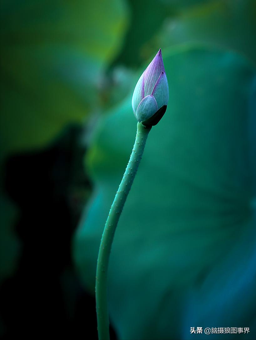 你拍的照片不够唯美,你拍的照片不清晰是怎么回事