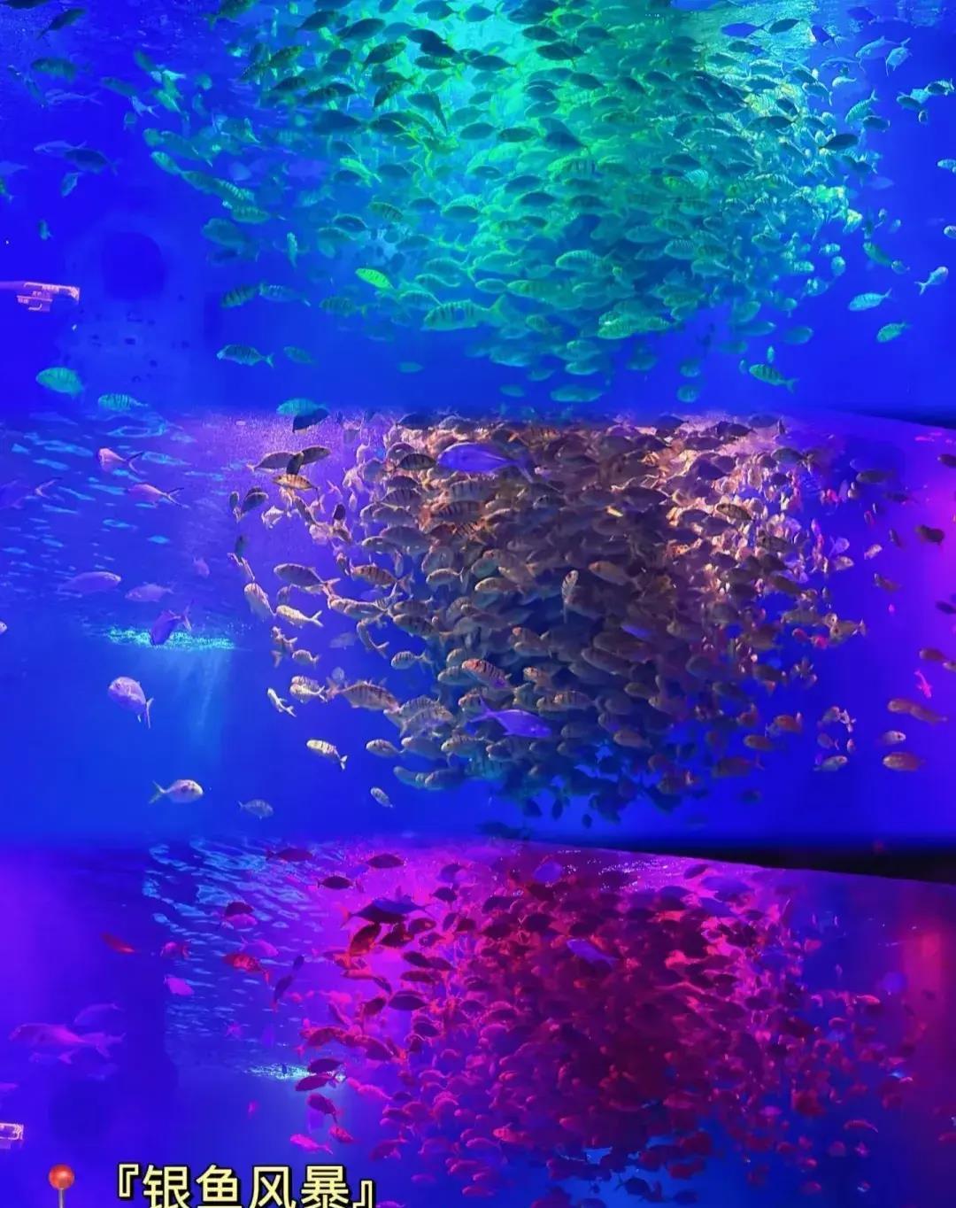 南京海底世界免费旅游,南京海底世界潜水门票