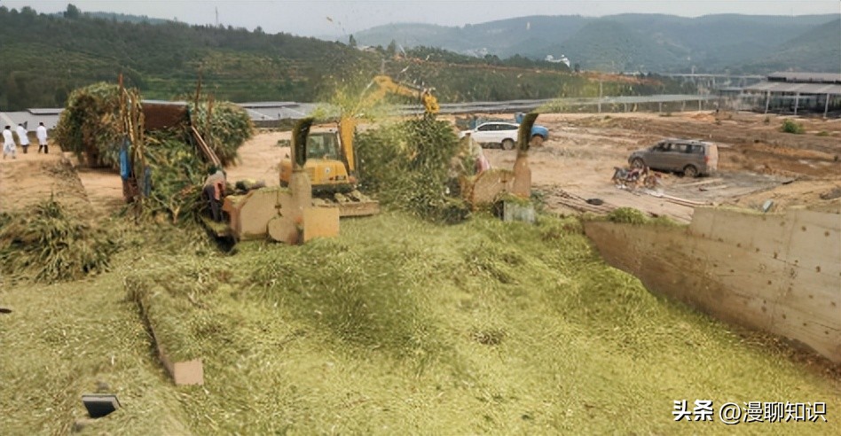 象草与巨菌草的生长范围,柱花草介绍