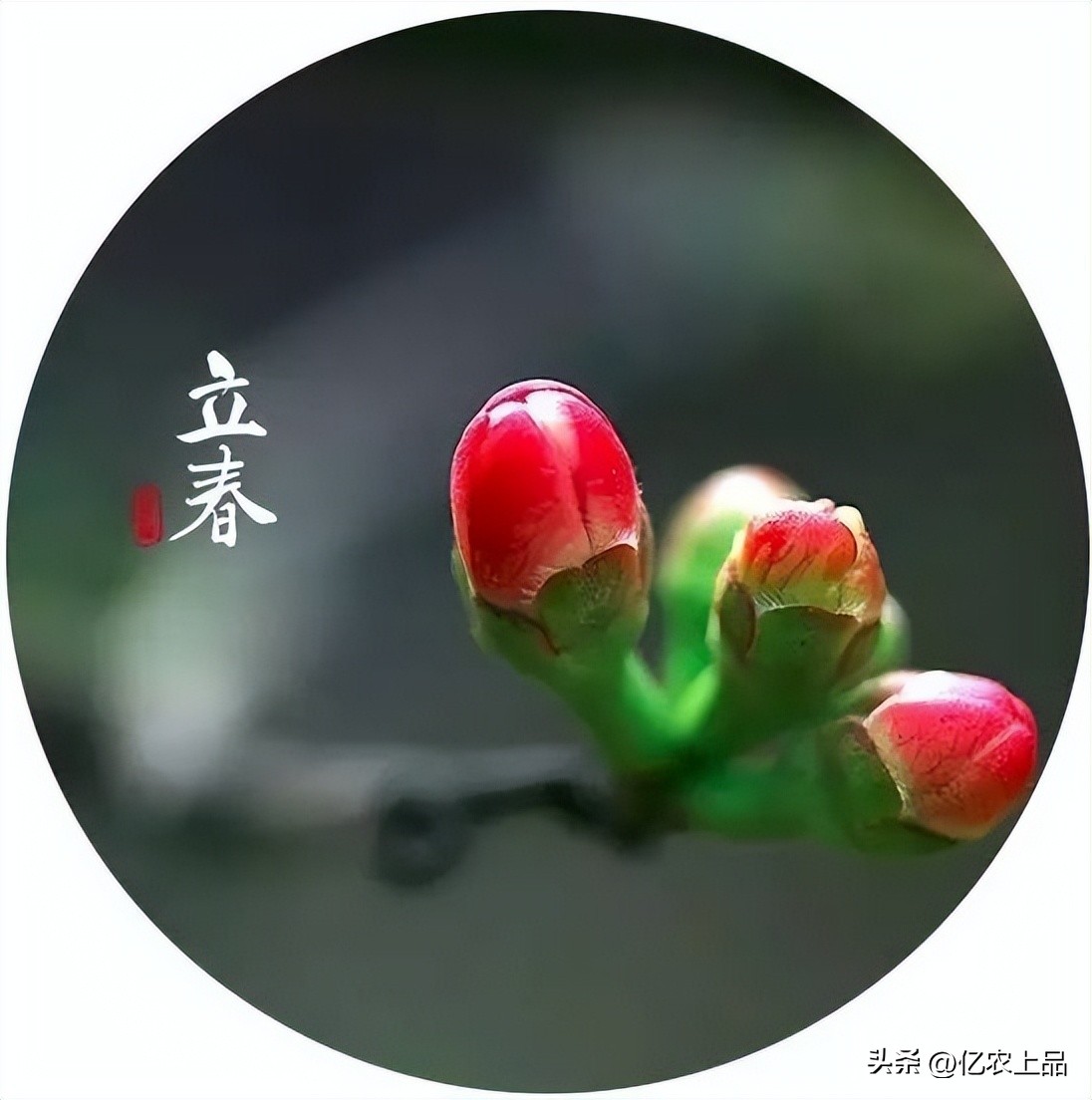 24节气立春从几号开始,24节气立春的意思和含义