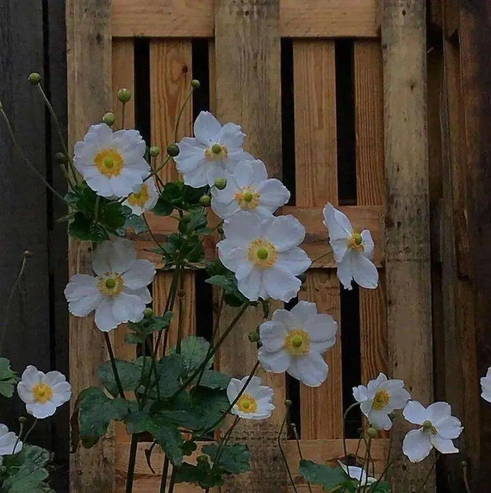 长安遗憾的句子,长安故里的唯美句子