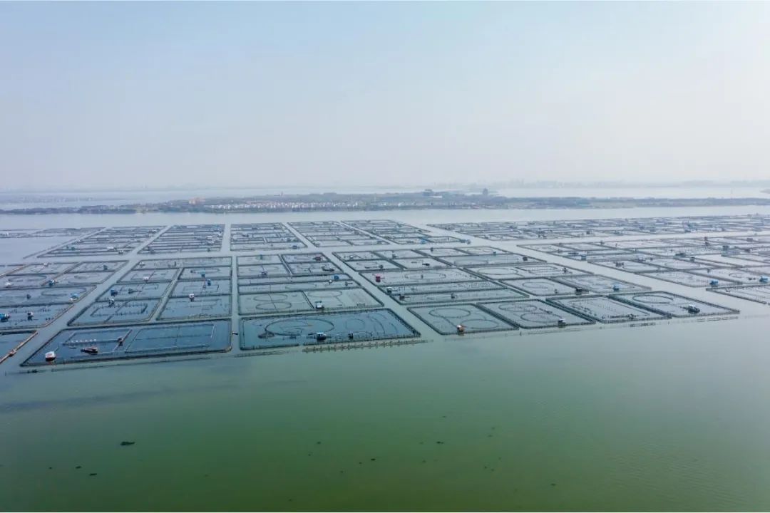 大闸蟹带你领略各种美味,大闸蟹吃出文化韵味