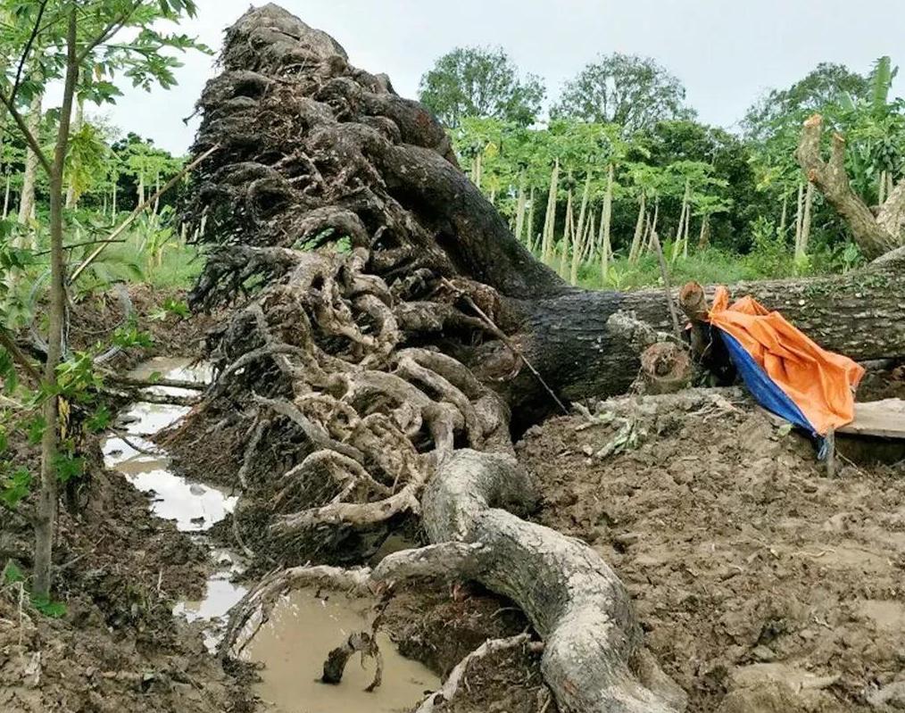 小伙用1200买烂树根,捡个树根做根雕