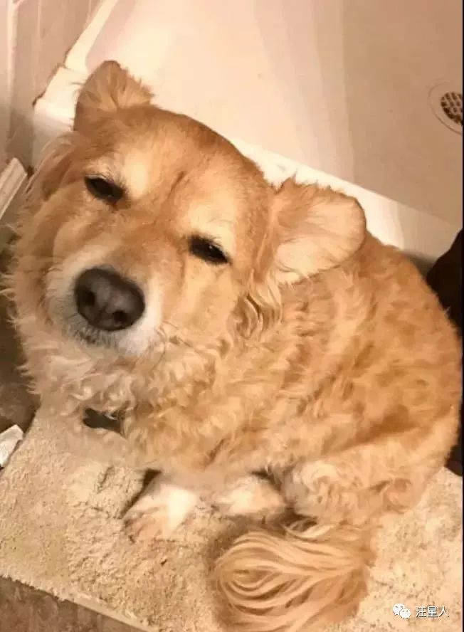 妹子半夜上厕所，家里的狗子非要跟着，结果……被它萌翻了