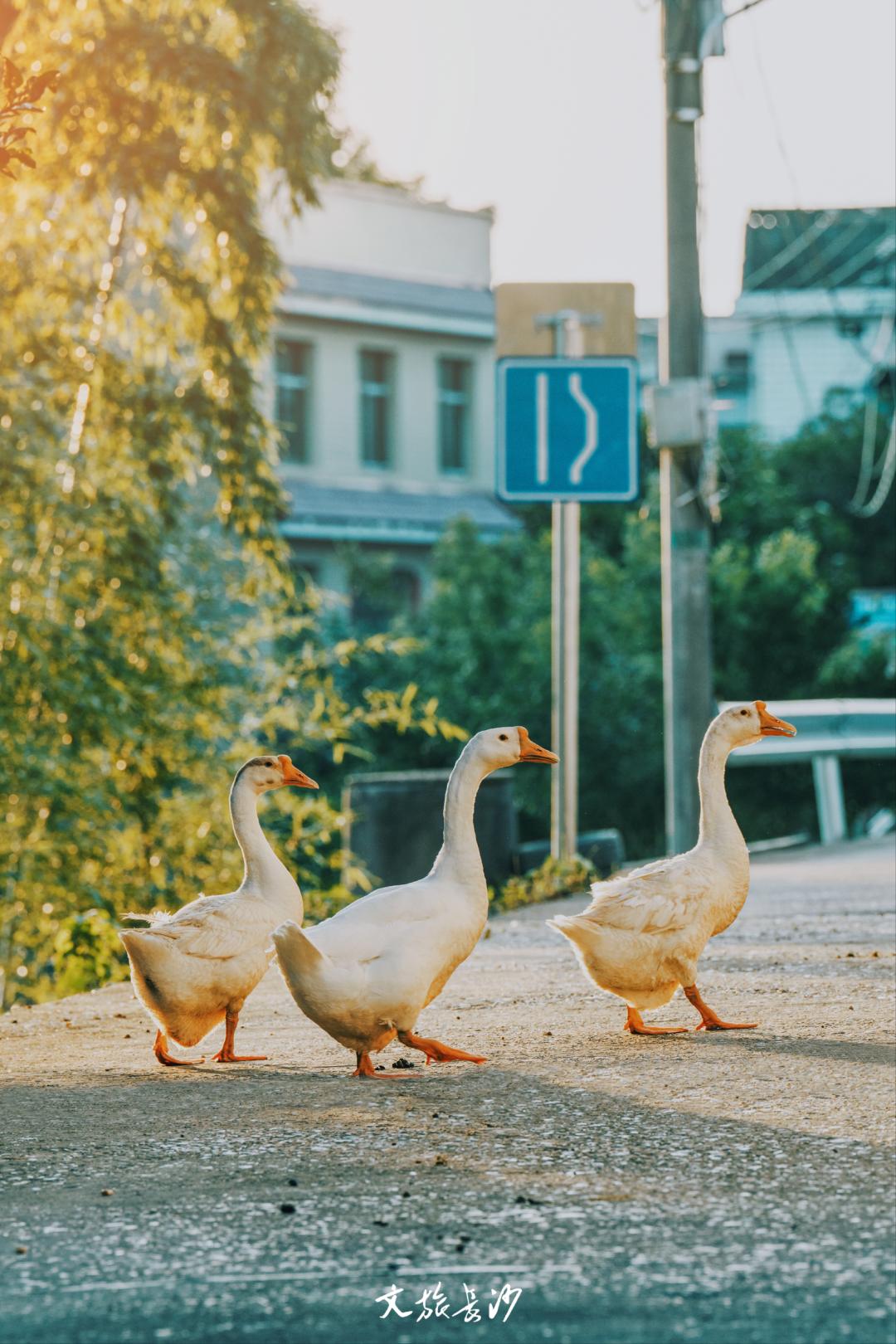 【星城漫游】打卡全世界，就从长沙出发