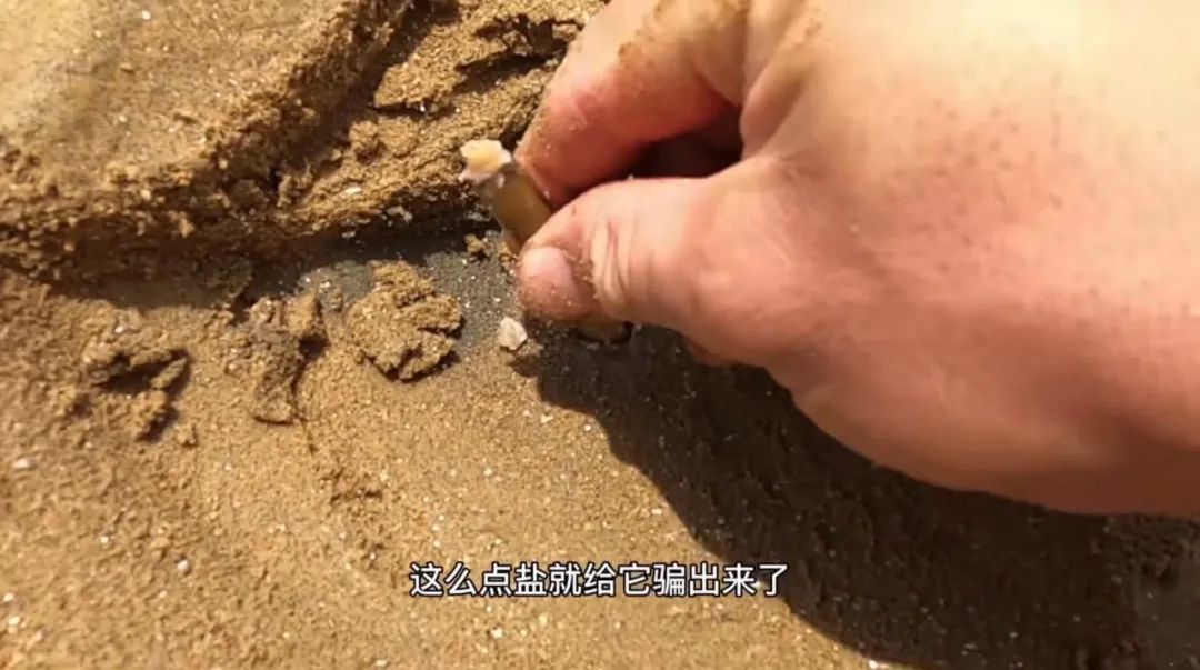 解压赶海撬鲍鱼,解压视频赶海挖东西