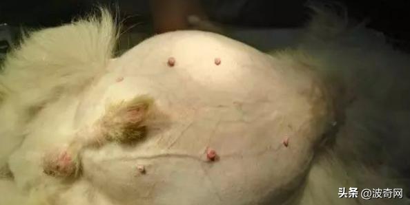 流浪狗吓人视频大全集,母狗没绝育得乳腺肿瘤吗
