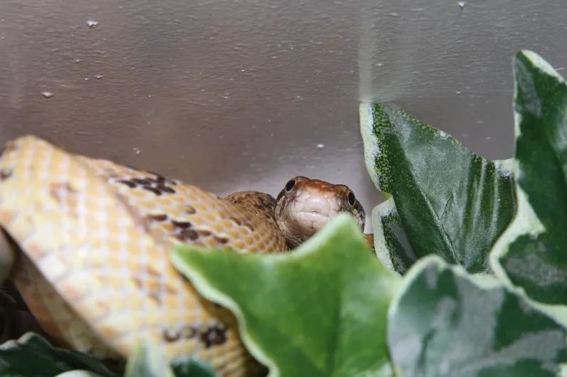 「原来欧洲有这么多种蛇？！」偷师卡塞尔的豢龙大师·下