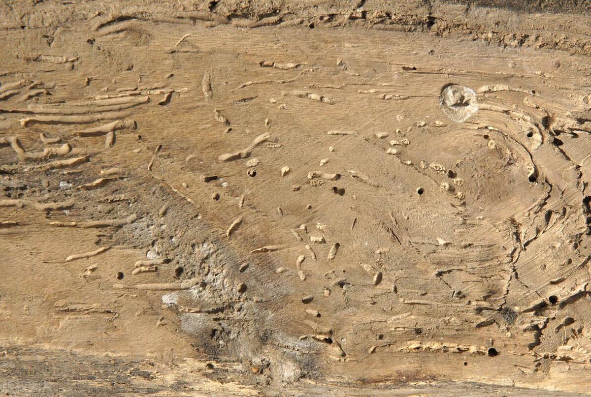 木质家具里的虫子怎么彻底清除,家具有蛀虫怎么消灭干净