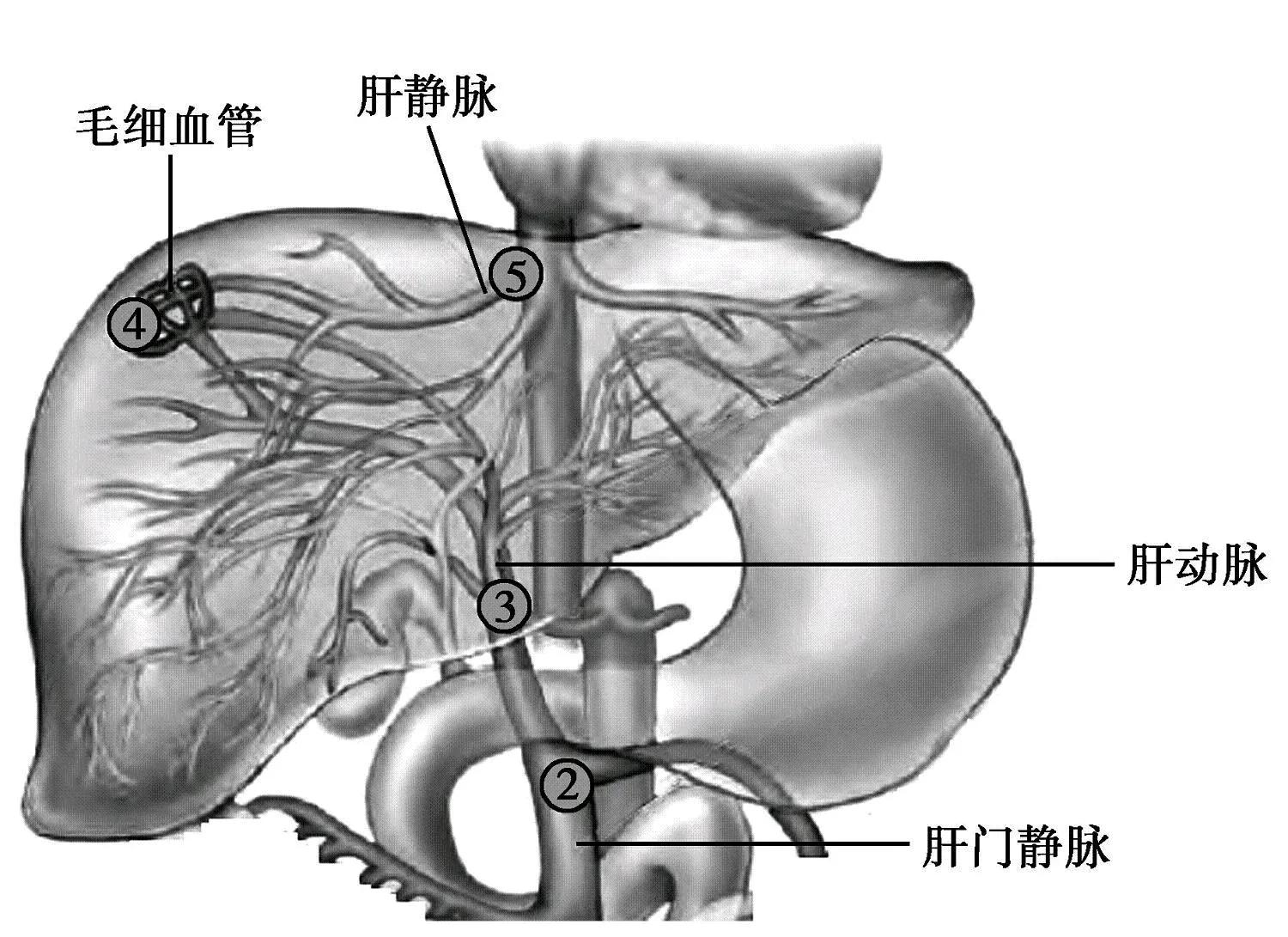 构成人体的系统包括,人体消化系统有哪些结构