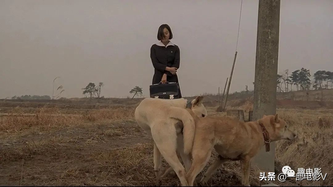 韩国最令人发指的真实事件,韩国在越战的暴行