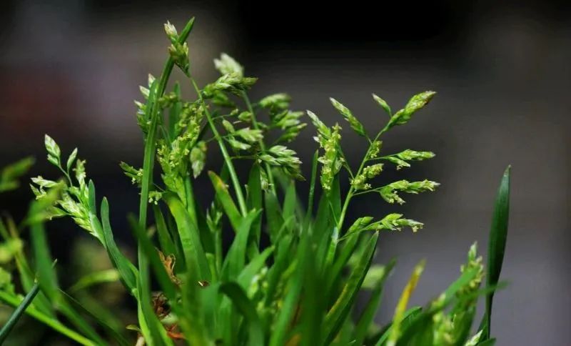 禾本科叶子坚硬，牛生四个胃，这是一场动物与植物的进化博弈！