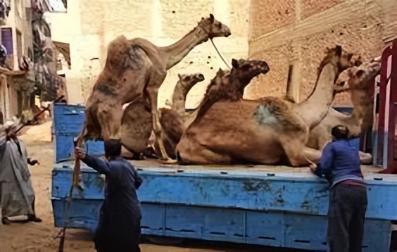 把骆驼卖给阿拉伯人，朋友两年赚出了七套房