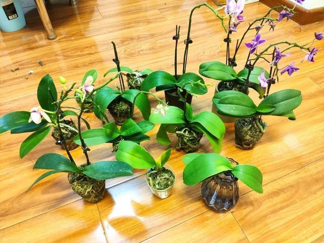 花市“捡漏”的6个小方法，学会了超省钱