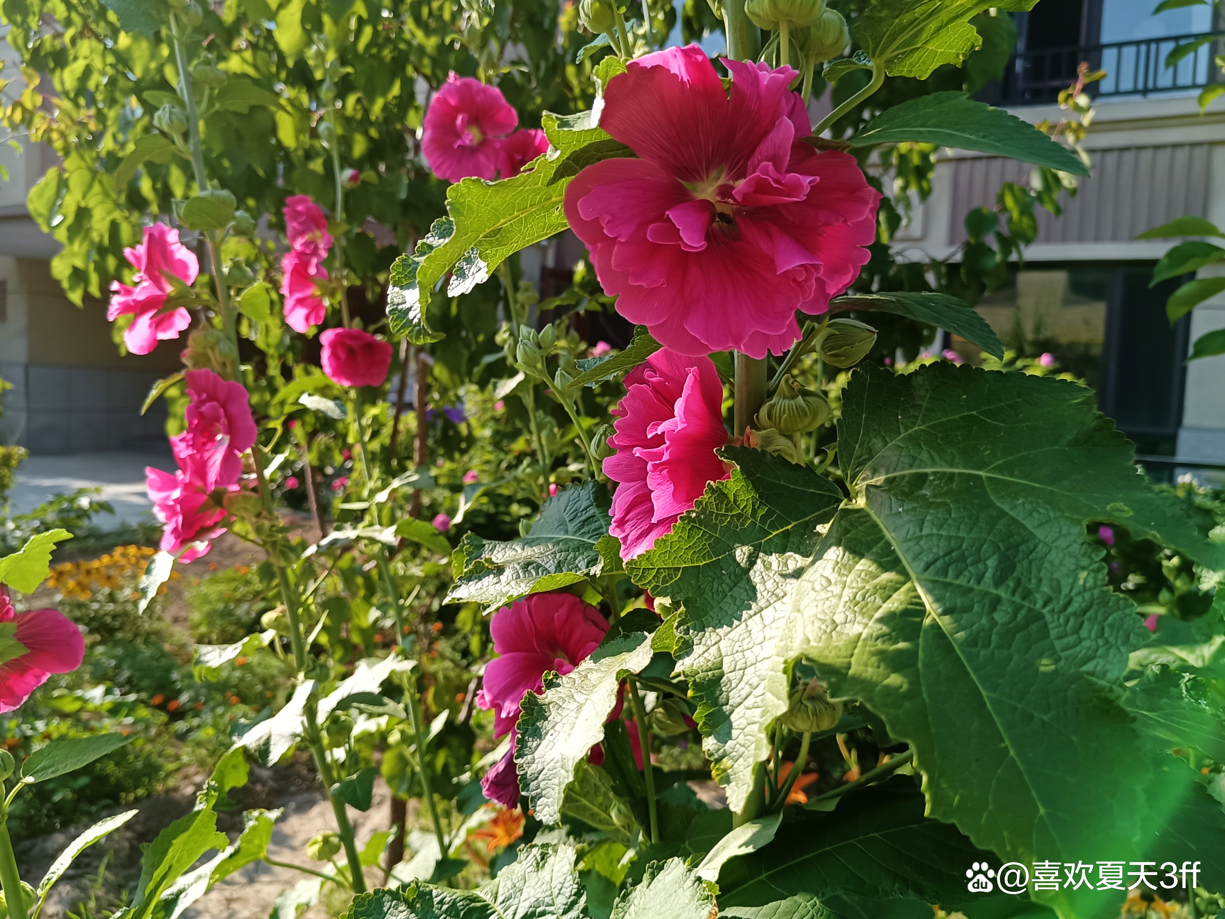 初秋时节鲜花盛开姹紫嫣红,花开初夏花香四溢