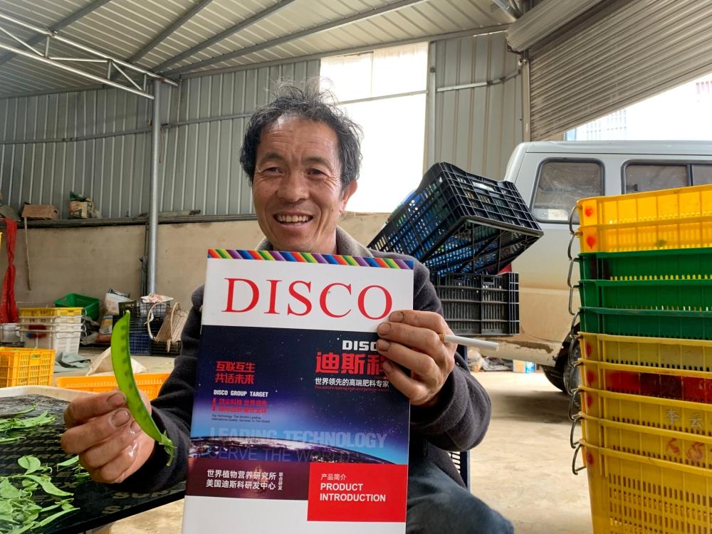 荷兰豆最好吃的品种图片,荷兰豆的种类有哪些