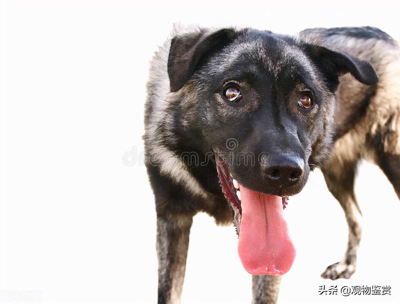 狗催吐法,狗催吐用肥皂水怎么操作