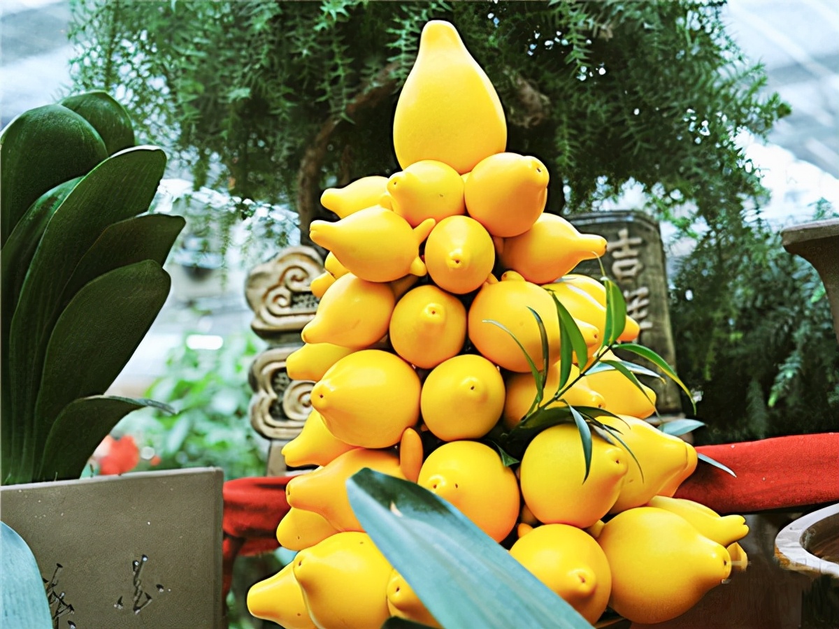 柠檬树适合在家养吗,在家养柠檬树注意点