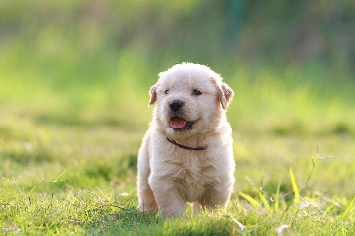 罗威纳生下小狗不吃食怎么办,三个月小狗不吃食怎么办