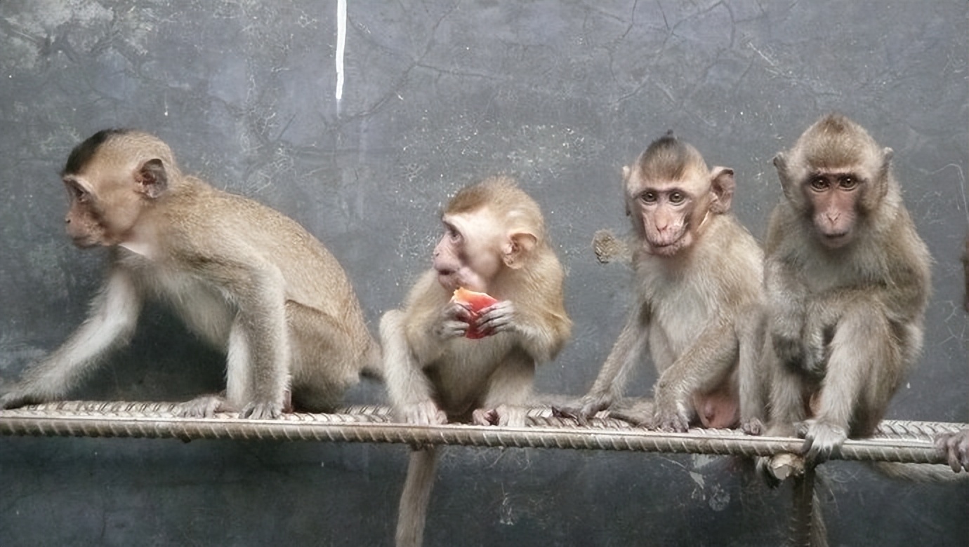 实验猴价格暴涨20余倍,实验猴价格飙涨20倍的原因
