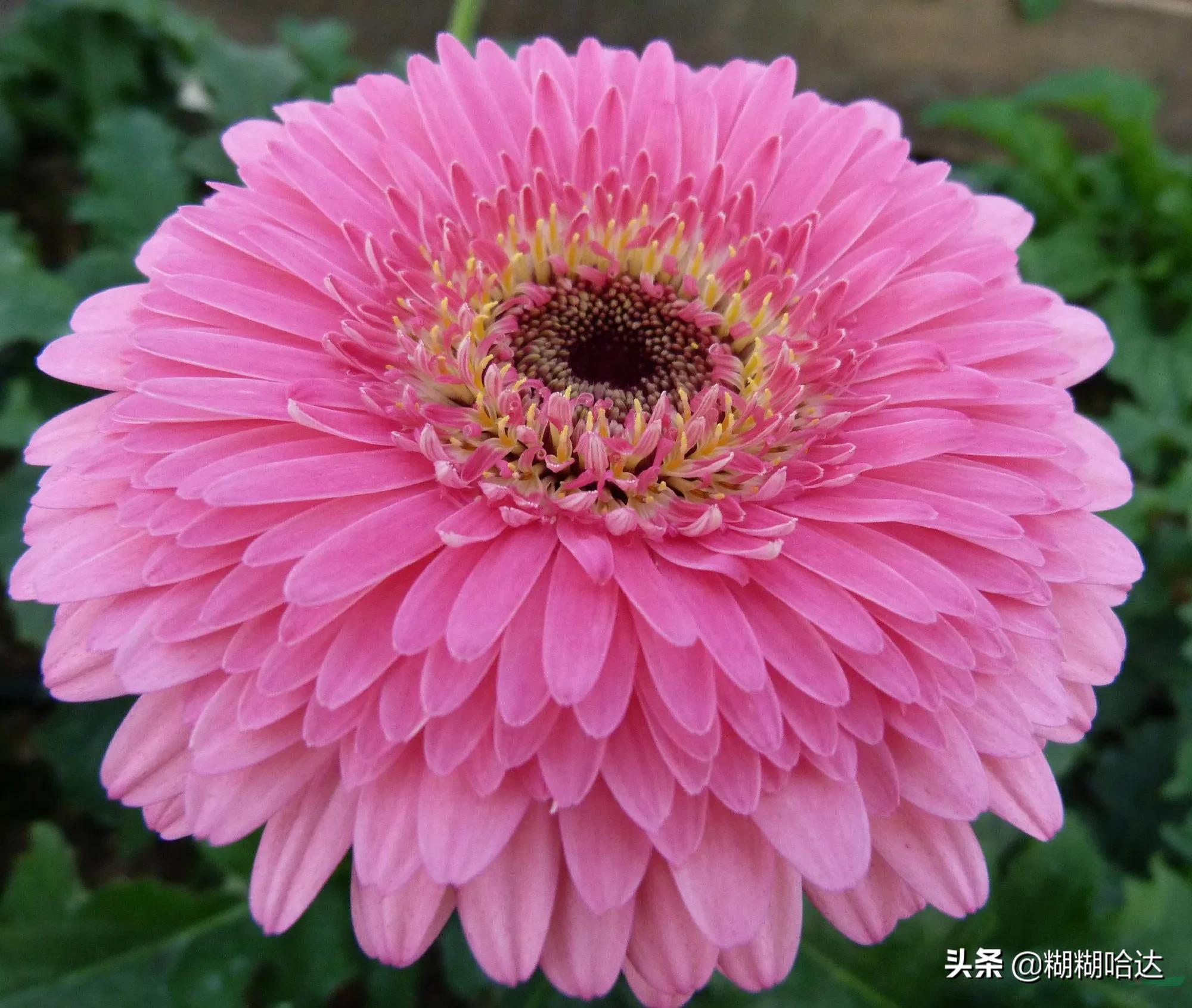 赏心悦目的花朵，风采万千，千姿百态，魅力无限，太美了