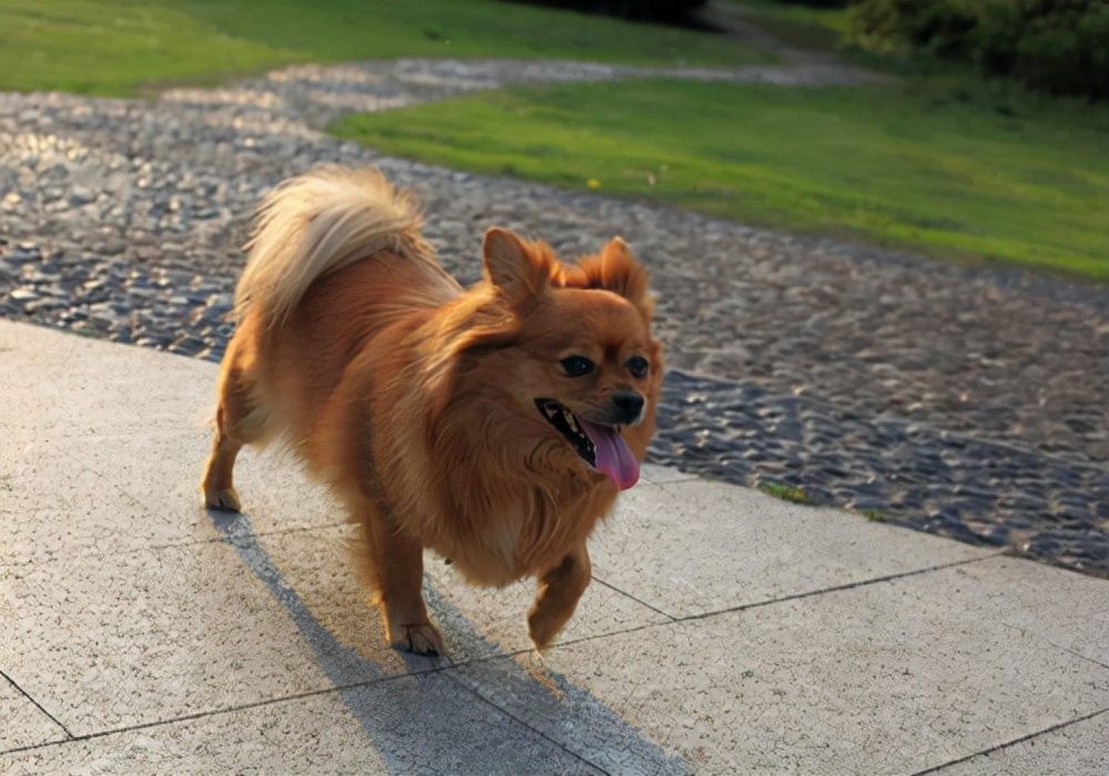 幼犬狗狗不吃东西怎么回事啊,幼犬狗狗生病不吃东西怎么办