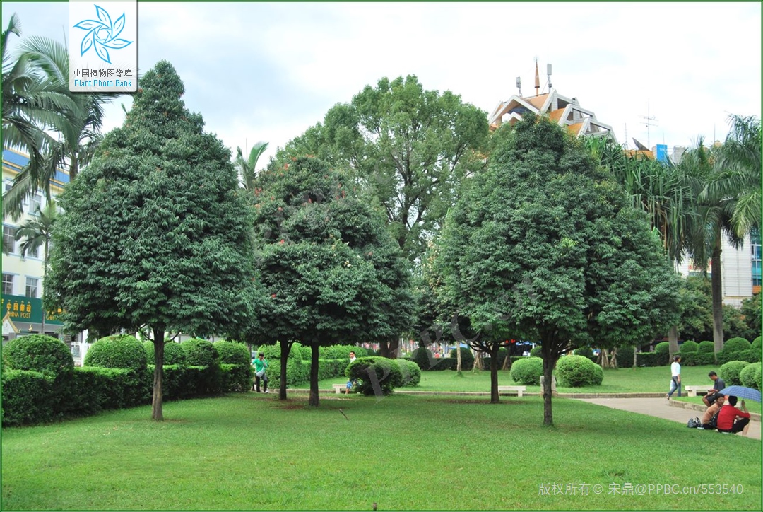 铁刀木和松木哪个好,铁力木和铁刀木哪个更好