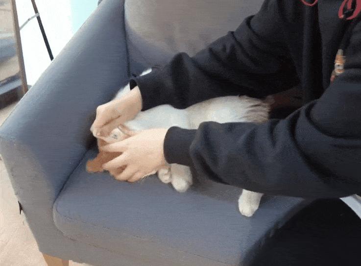 猫咪去宠物店洗完澡过敏,猫咪去宠物店洗澡引起应激反应