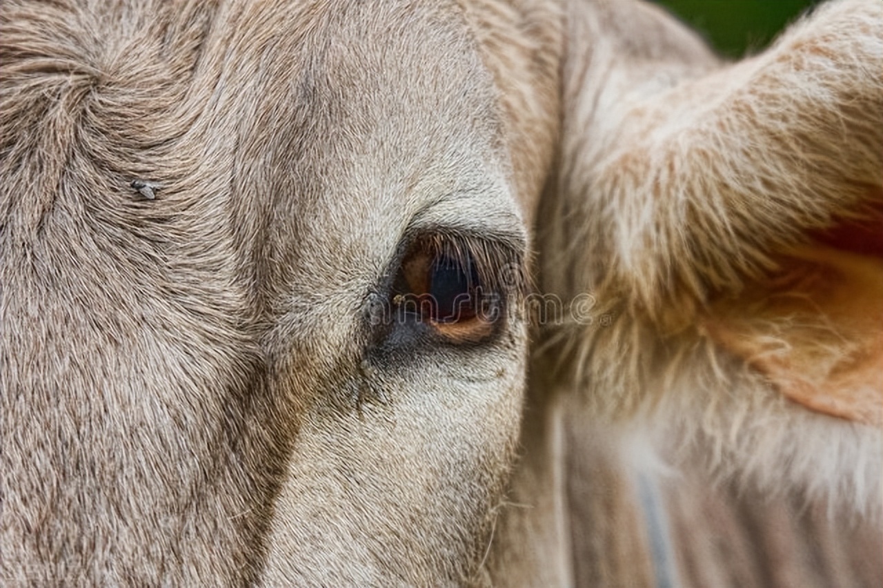 牛下巴肿大是啥病,牛下巴肿大硬块怎么回事