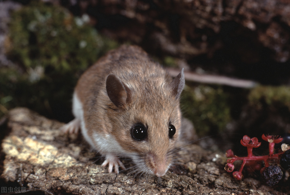 灭鼠的100种方式,专业灭鼠公司一般灭鼠都用啥方法