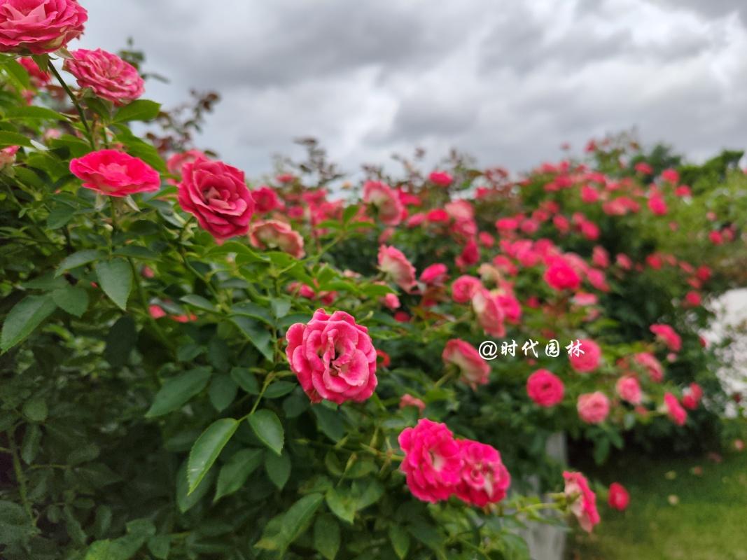 这20种月季超级耐寒东北也能养,南方种不了什么