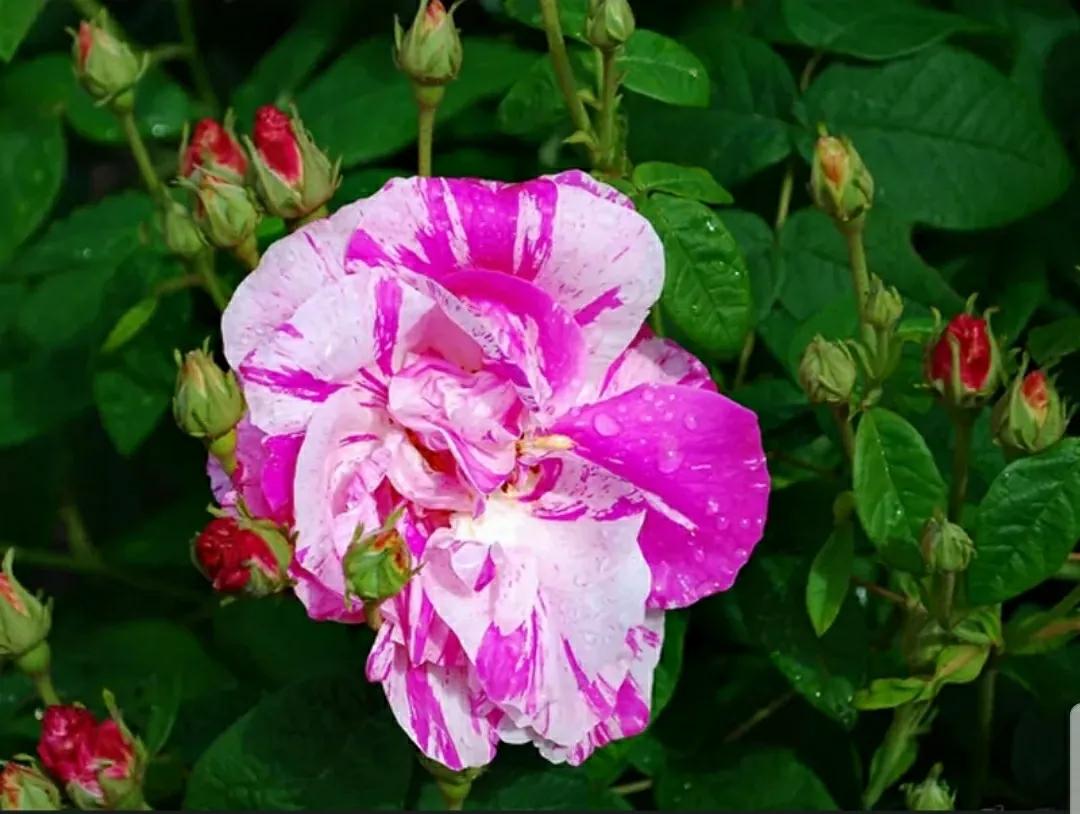 月季玫瑰蔷薇三姐妹的区别,月季蔷薇和玫瑰哪个更好看