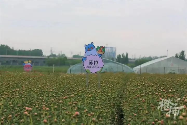 杭州姑娘在菏泽连住5天，只为抢到……