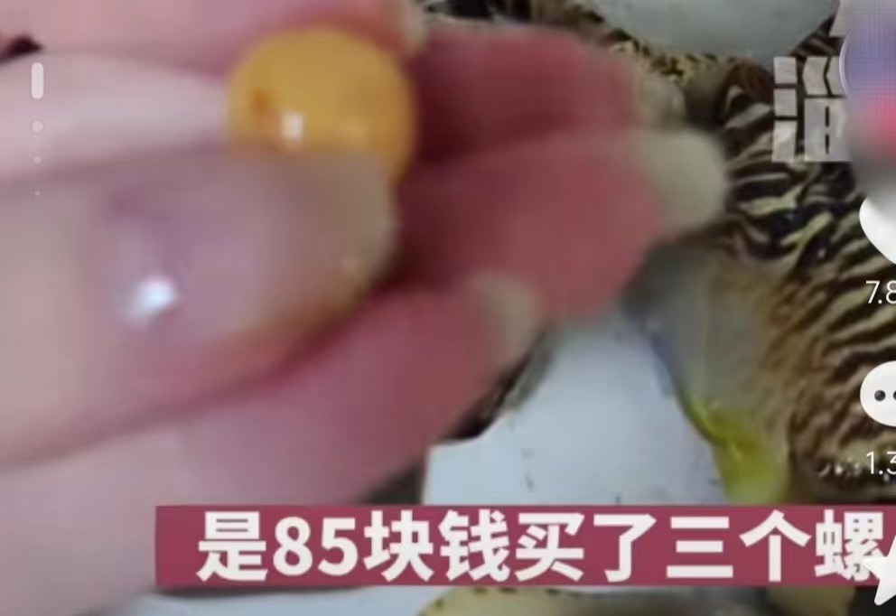 安徽女子吃到天价海螺珠,女子85元买椰子螺开出美乐珠