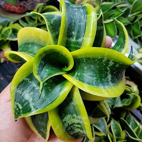 102个大类近500个多肉植物图片，都极其美丽，建议在家中也养一盆