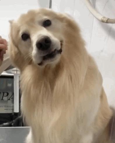 金毛拉布拉多柯基哪个适合新手养,老人适合养金毛还是拉布拉多