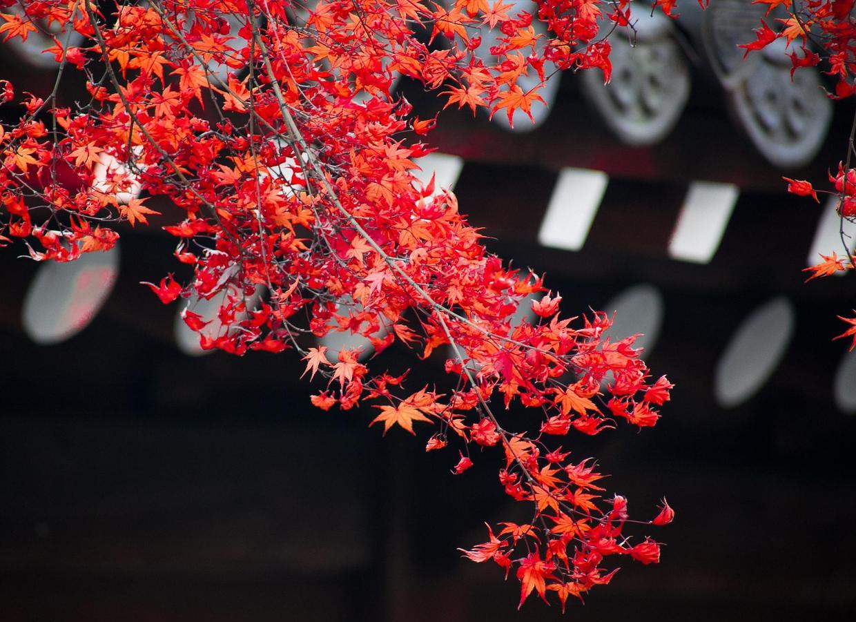 斑驳秋光影，晚来更深情