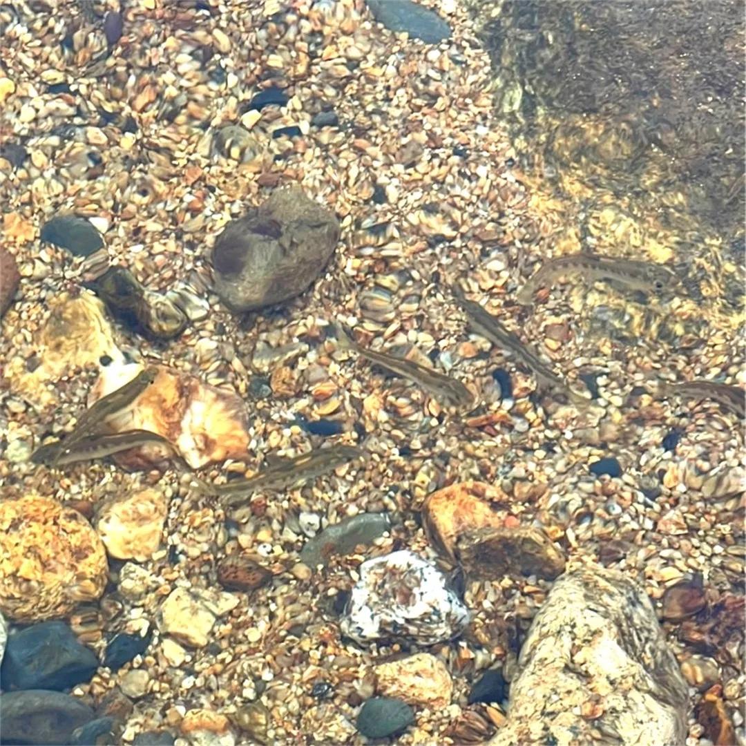 广州从化赏荷花胜地,从化草埔荷花
