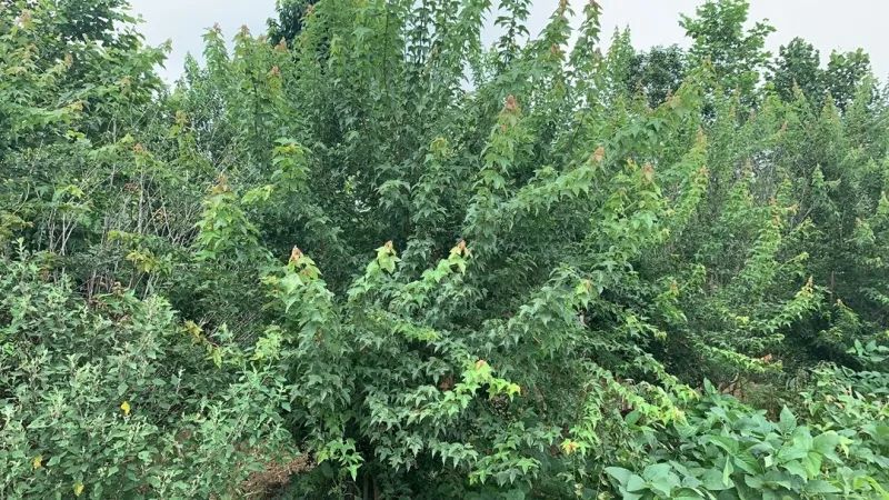 干货分享|苗木的定价和报价规则,这个一定要看