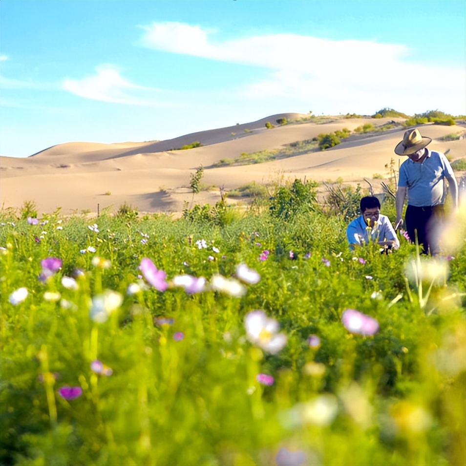 生态荒漠治理,我国在荒漠治理方面取得的成就
