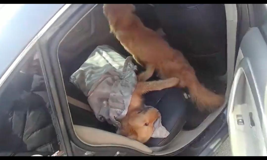 金毛倒地抽搐怎么回事,金毛晕倒主人痛哭