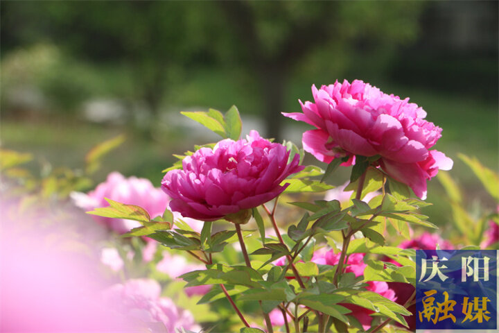 【美图庆阳】三月牡丹呈艳态,壮观人间春世界