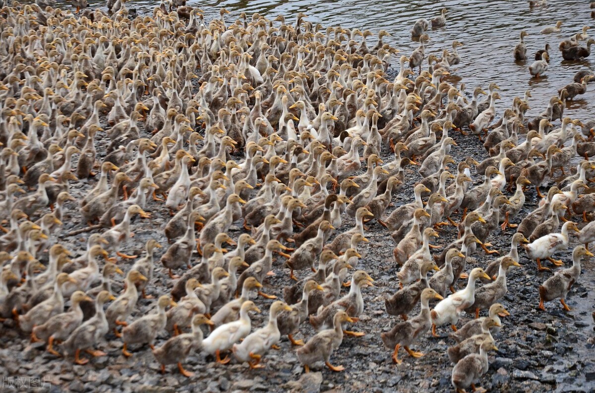 禽病基础知识科普——鸭瘟