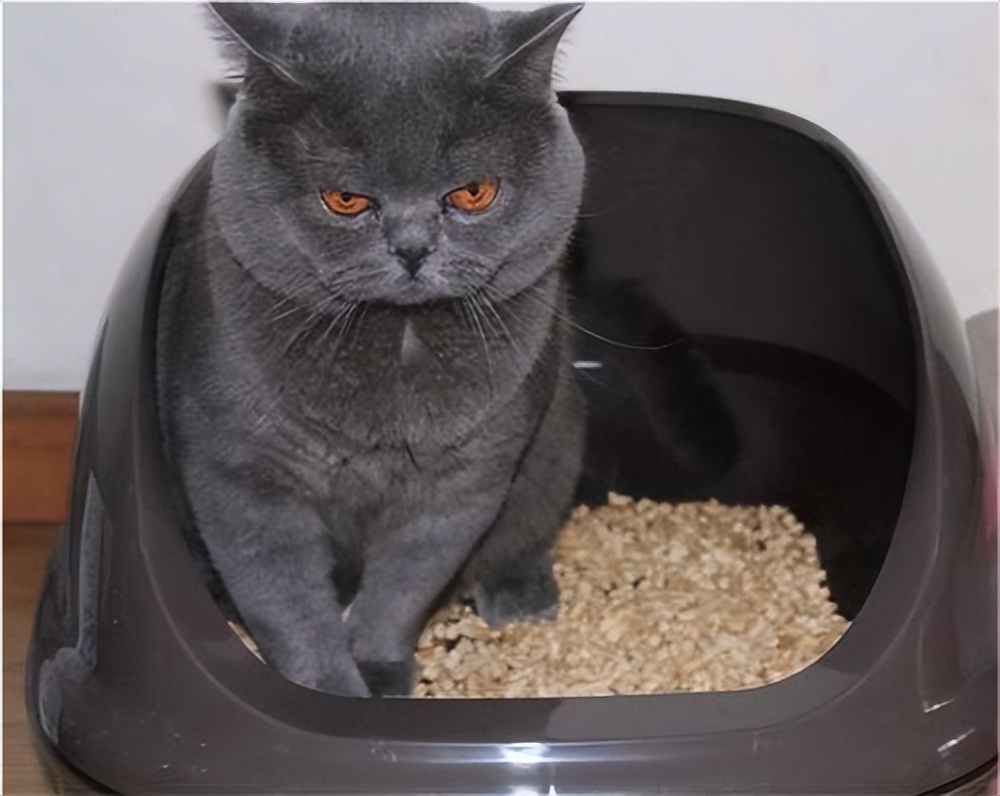 猫咪尿量少还频繁吃什么药,猫咪尿量少还吐怎么办