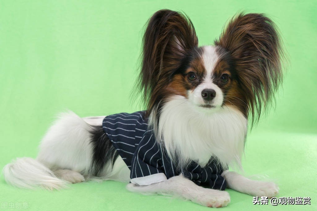 不易掉毛的狗狗有哪些,不容易掉毛的狗狗有哪些