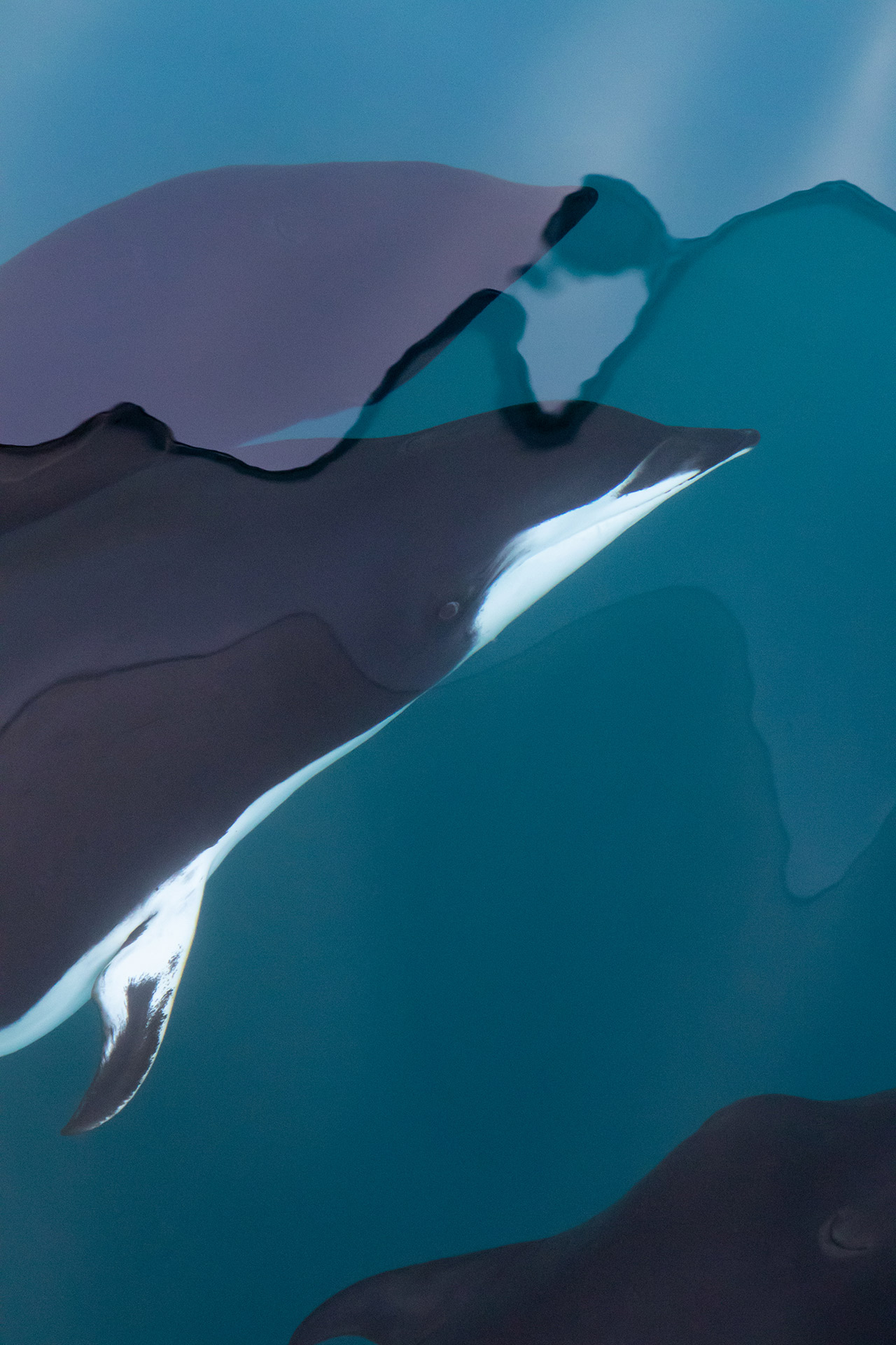 自然就是美,自然就是美歌曲