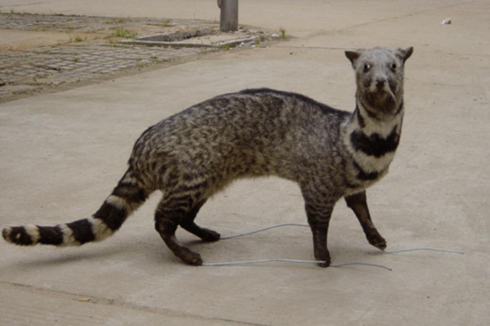 江西老汉活捉神兽四不像,江西老汉活捉神兽六不像