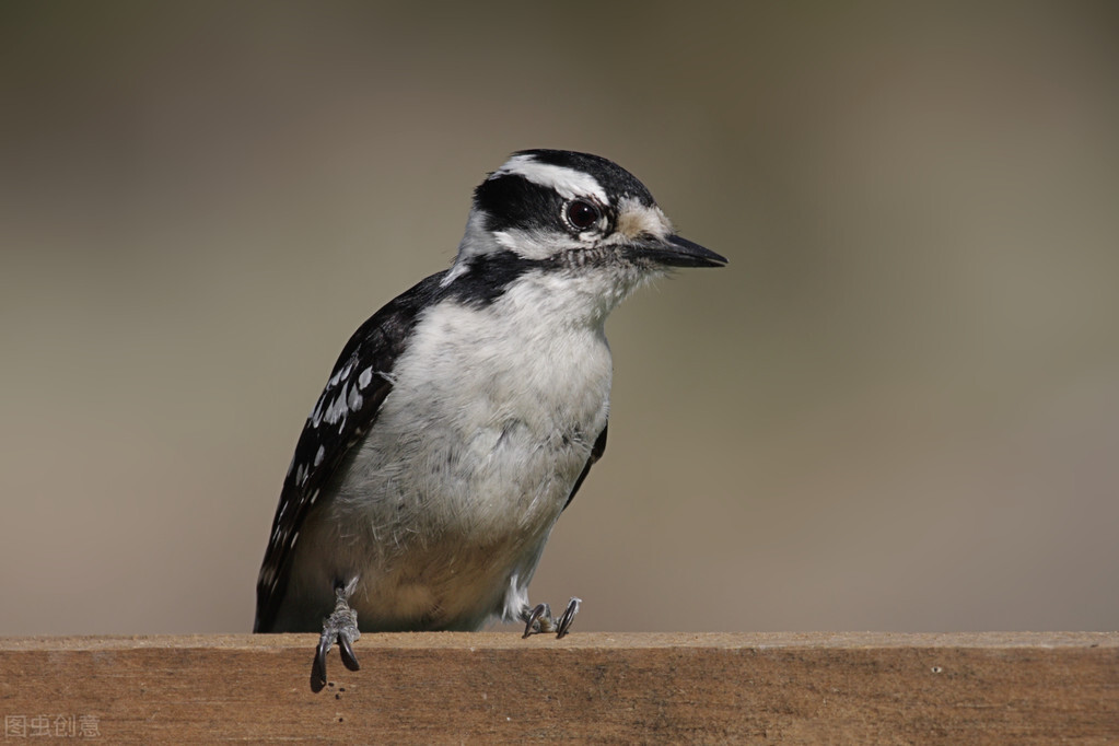 各个国家的国宝大全,世界上的各个国家的国宝