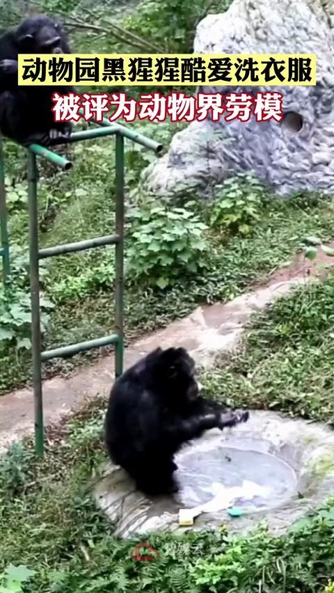 猩猩新石器时代,现在猩猩能进化成人类吗